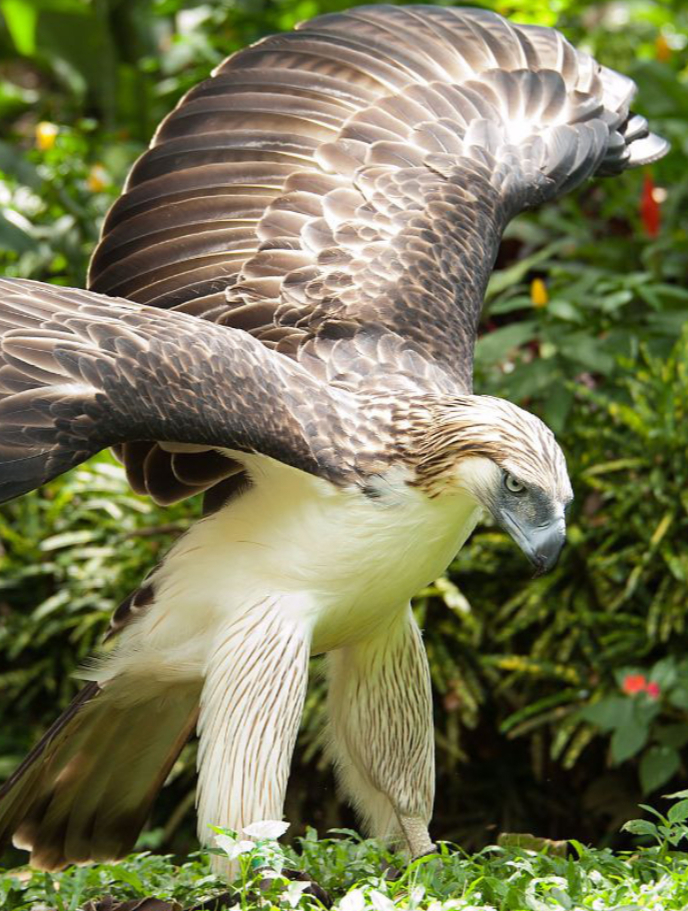 恐怖的杀手:食猿雕,翼展两米五,善于捕食各种猴类,又名食猴鹰-度小视