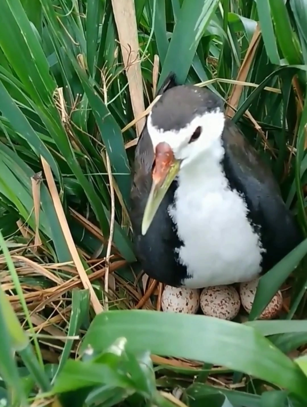 稻田里的白面水鸡,又叫秧鸡,一窝通常6个蛋!-度小视
