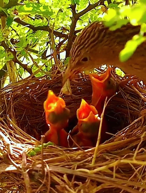 回家的路上发现一窝小鸟鸟妈妈叼着虫子喂鸟宝宝伟大的母爱