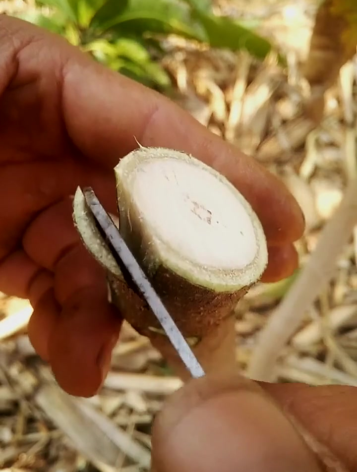 新手,不知道果树形成层在那里,注意看刀法-度小视