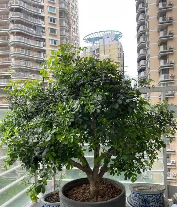 盆栽米兰花,有这些种植技巧,掌握了叶子绿油油,开出朵朵小黄花