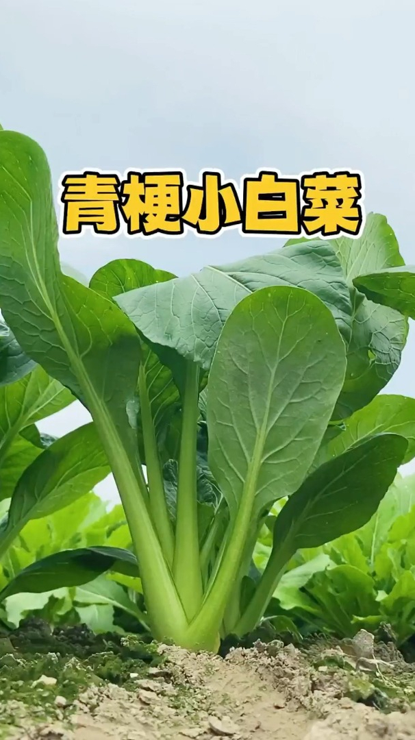 这个青梗小白菜一年12个月它能种13茬不挑环境不挑土壤