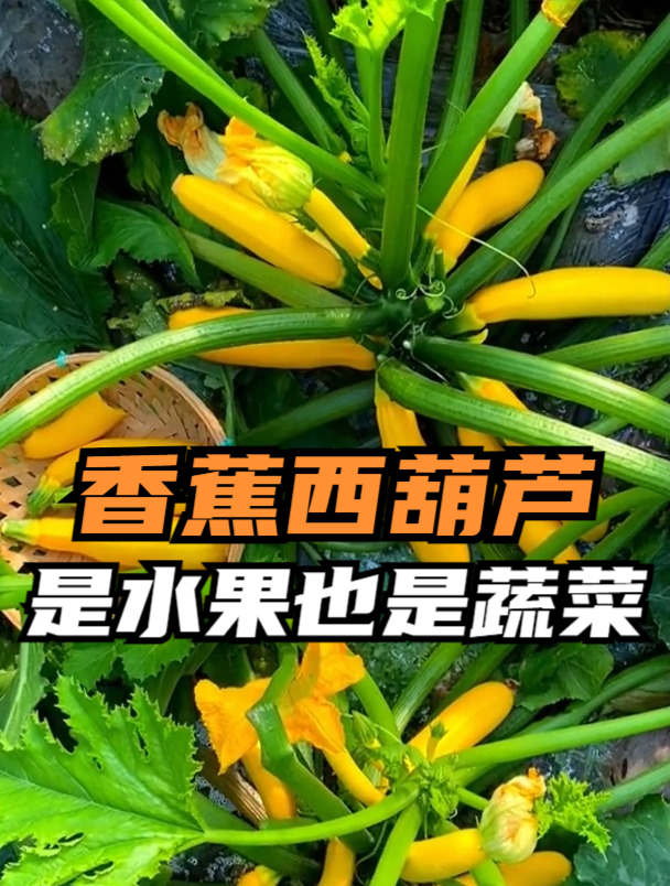 西葫蘆長成香蕉的樣子?口感脆嫩,南方大量種植2百畝賣3萬元!-度小視