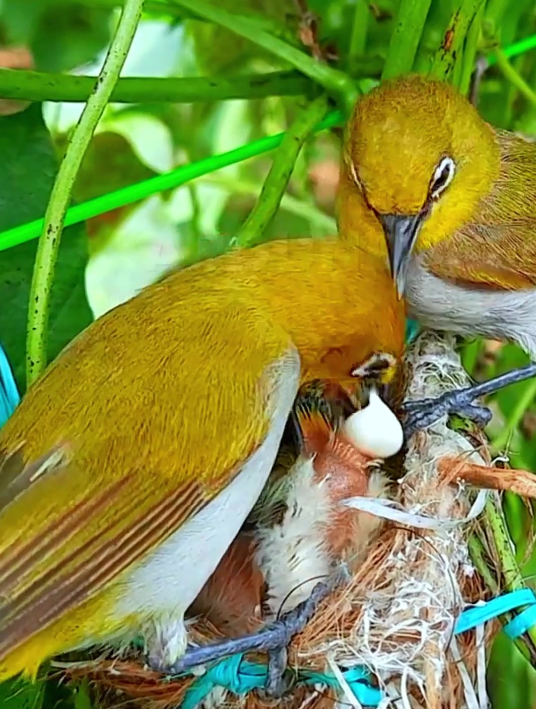 绣眼鸟爸爸妈妈给幼鸟喂食全程拍摄长大过程画面太有爱了