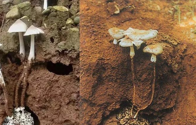 鸡枞菌,唯有白蚁才能"种出",云南人心中排在"钱"前的山珍