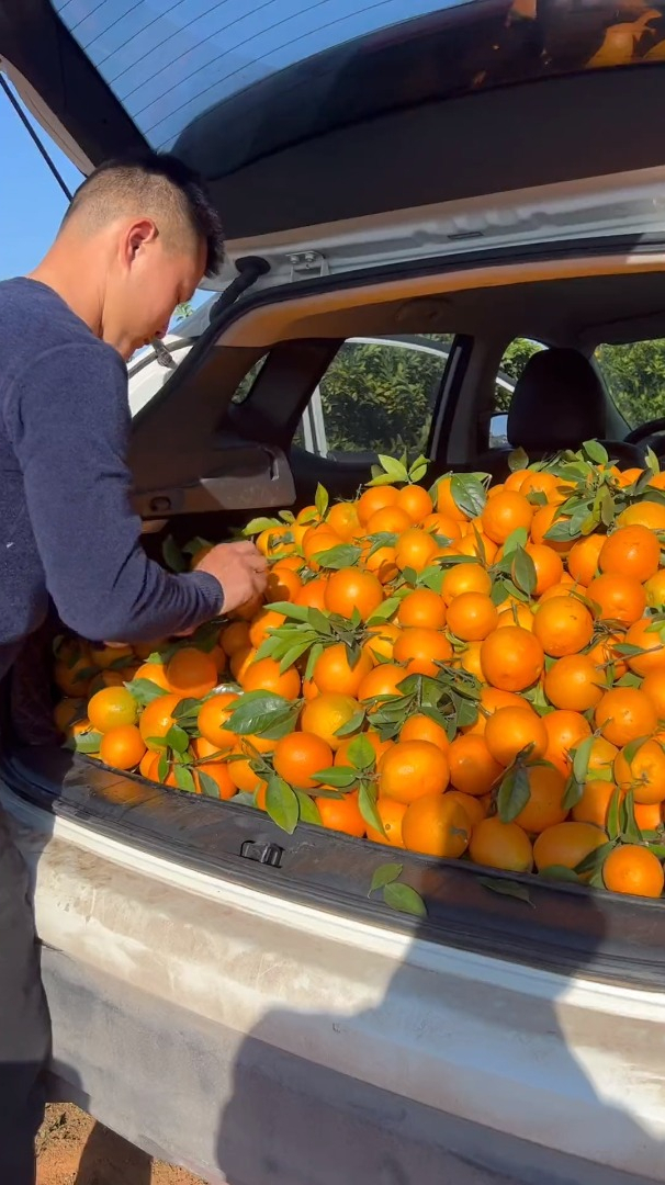 车弄脏了无所谓,也要把最好吃的赣南脐橙送给心爱的人