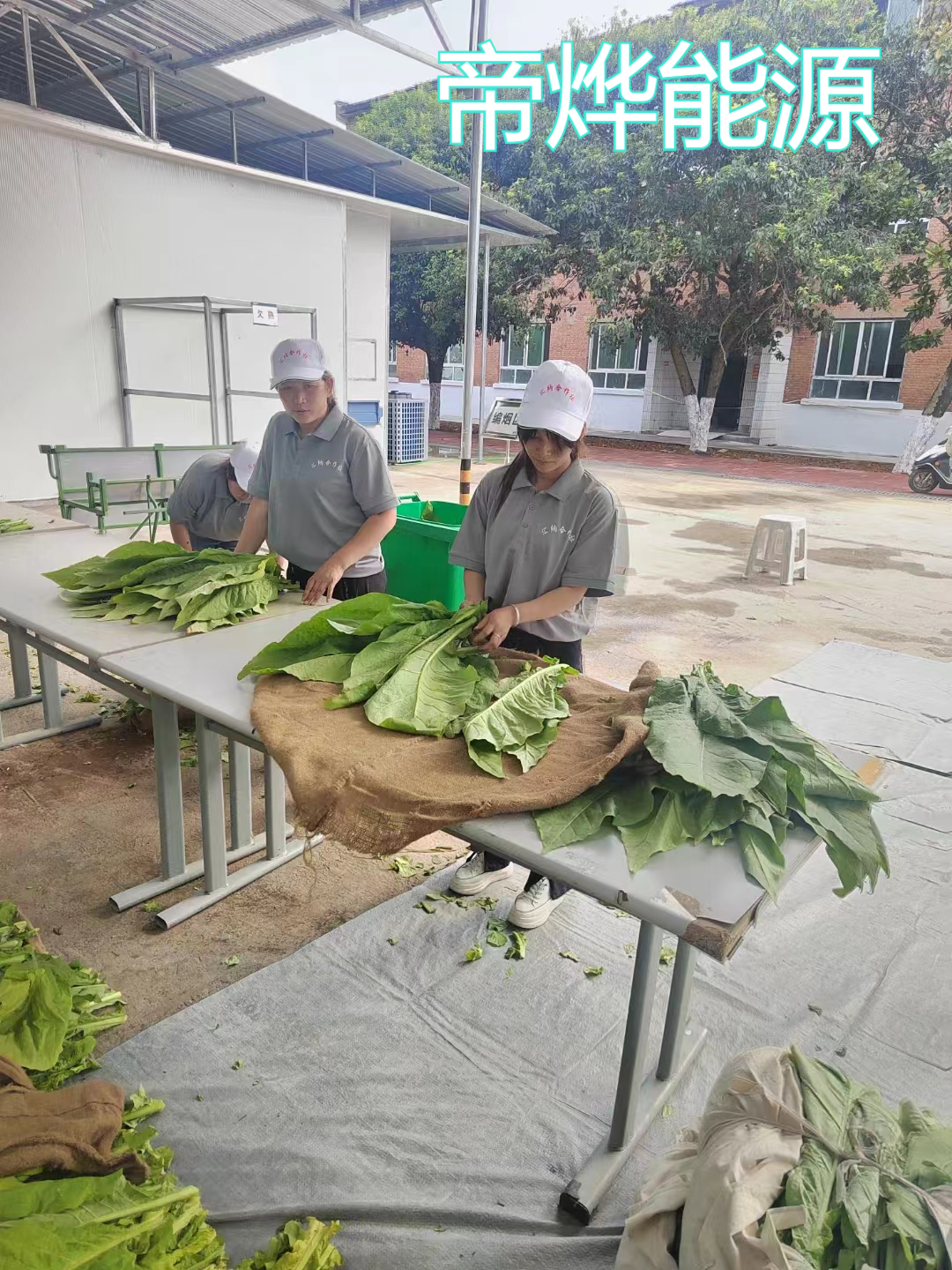 五分钟教会你烟叶的烘干过程!