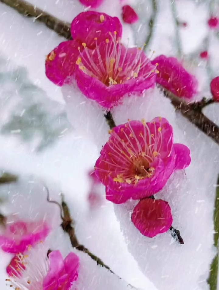 梅花雪中独自开的图片图片