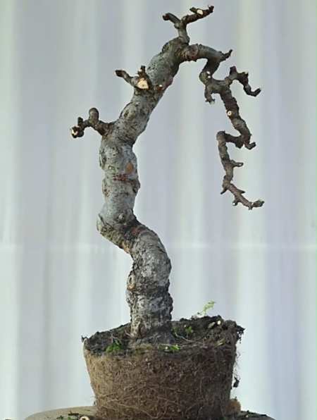 文人榆树把二三级枝剪掉重新培养你怎么看