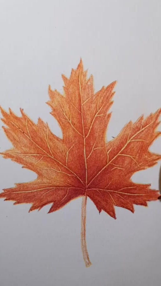 彩铅画90秒学会枫叶绘画技巧