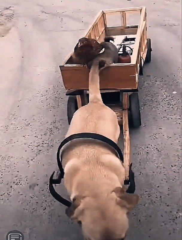 一家老小出行,宠物搞笑,狗拉车