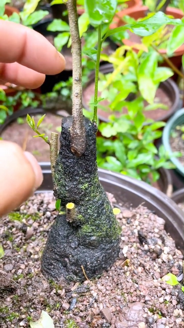 金弹子倒种不理想,靠接拉水线!