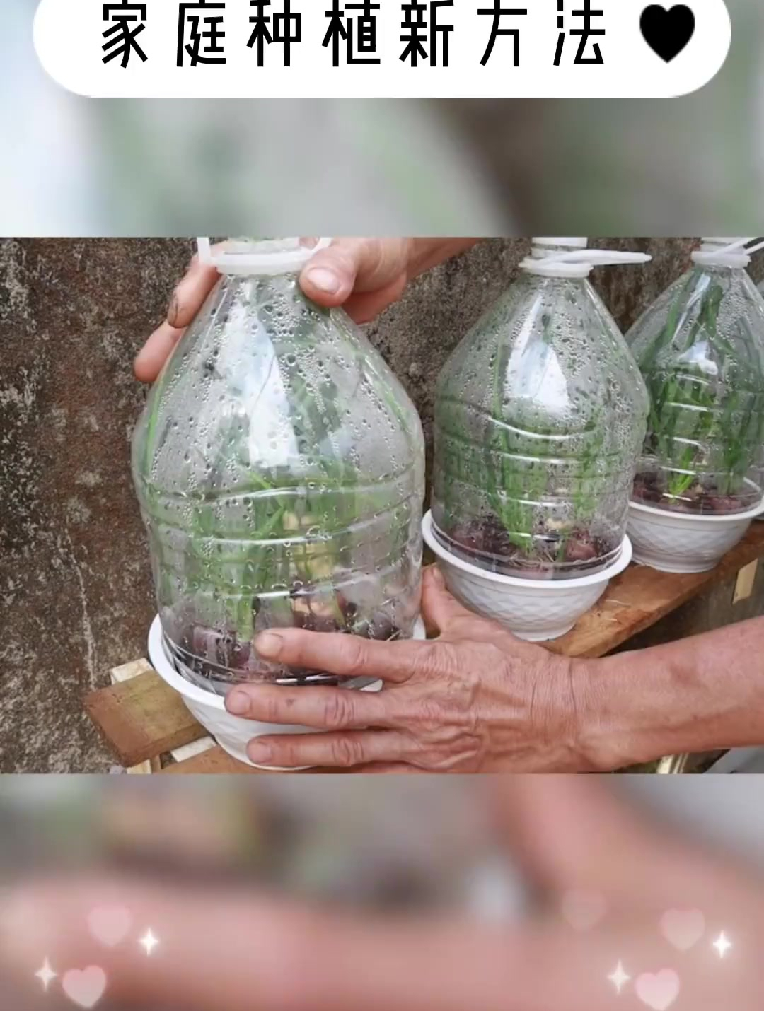 花盆种洋葱,油桶制作温室,种植简单