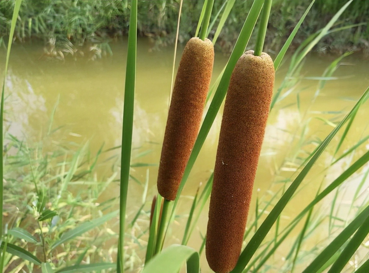 蒲棒,也叫蒲槌,水蜡烛,水棒槌,是一种香蒲的果穗,小时候我常采来玩.