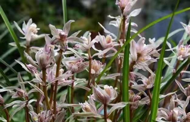 2004年男子便宜卖掉一棵兰花后来该花卖出290万男子求入股被拒