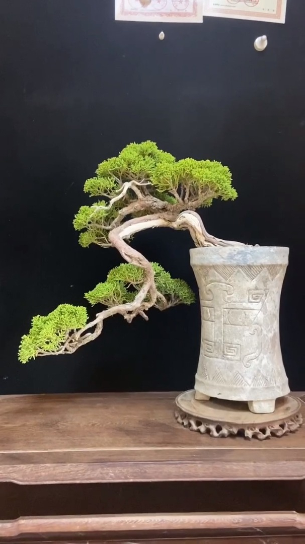 王恒亮盆景造型赏析