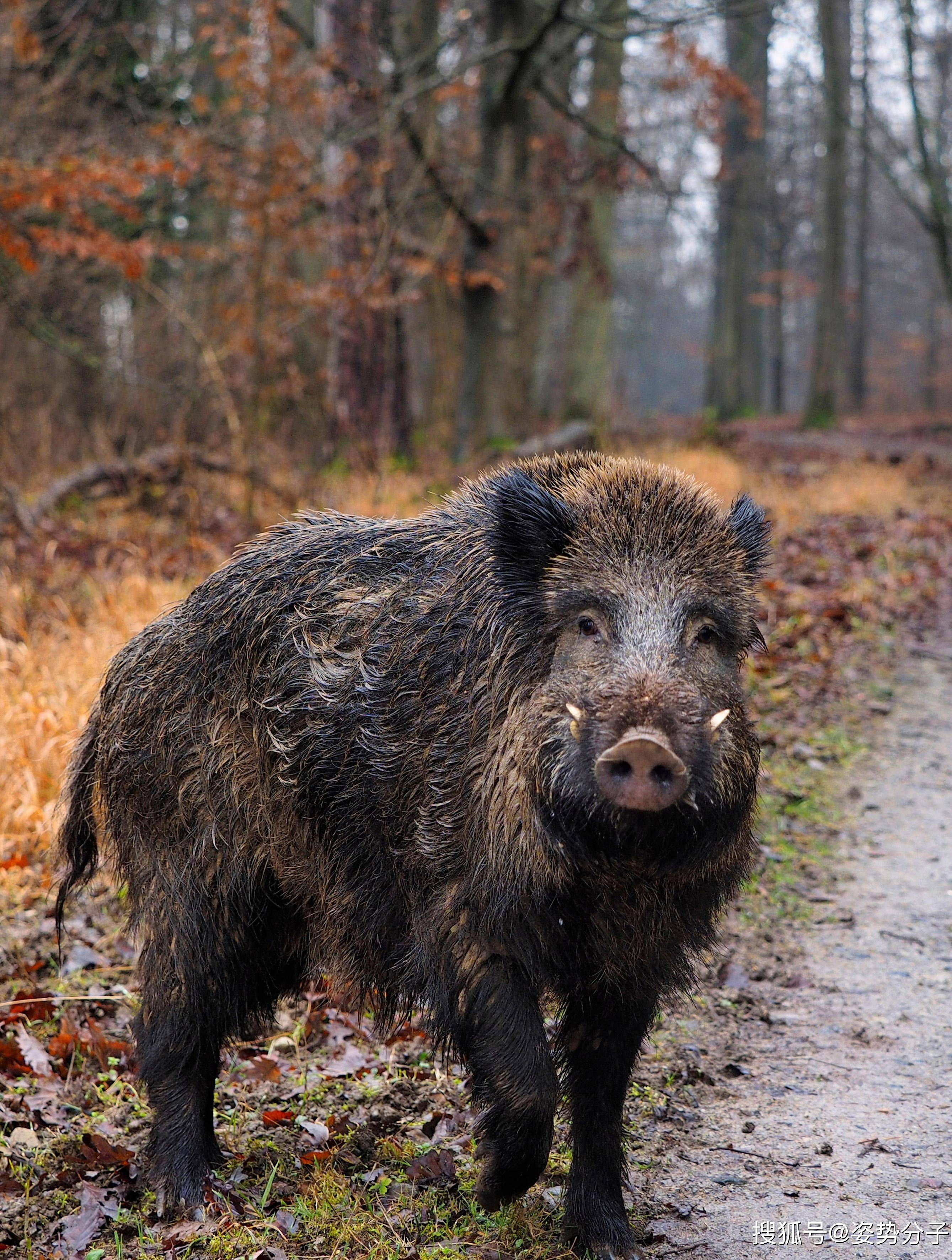 盘点海外狩猎野猪精彩集锦,野猪的速度还是很快的最快有60迈!-度小视