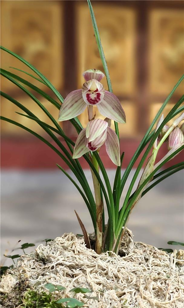 莲瓣兰名品"沧江荷"正格荷瓣复色花,花姿优雅,花香迷人