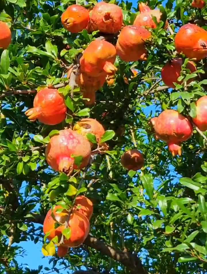 石榴果实累累处暑-度小视