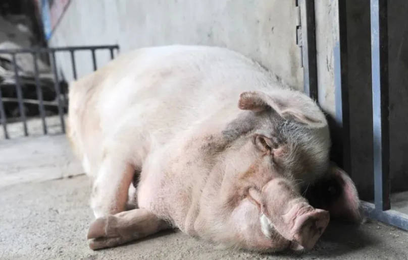 纪实:汶川地震中被埋废墟36天获救的猪坚强,死后被做成标本