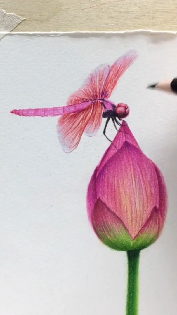 彩铅绘画,你画的蜻蜓是什么款的呢?