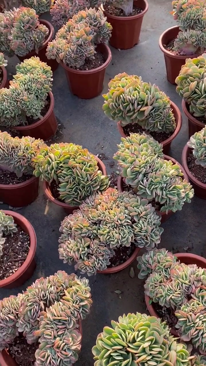 亲 想要金凤凰缀化吗 想种芒果布丁悬崖桩吗