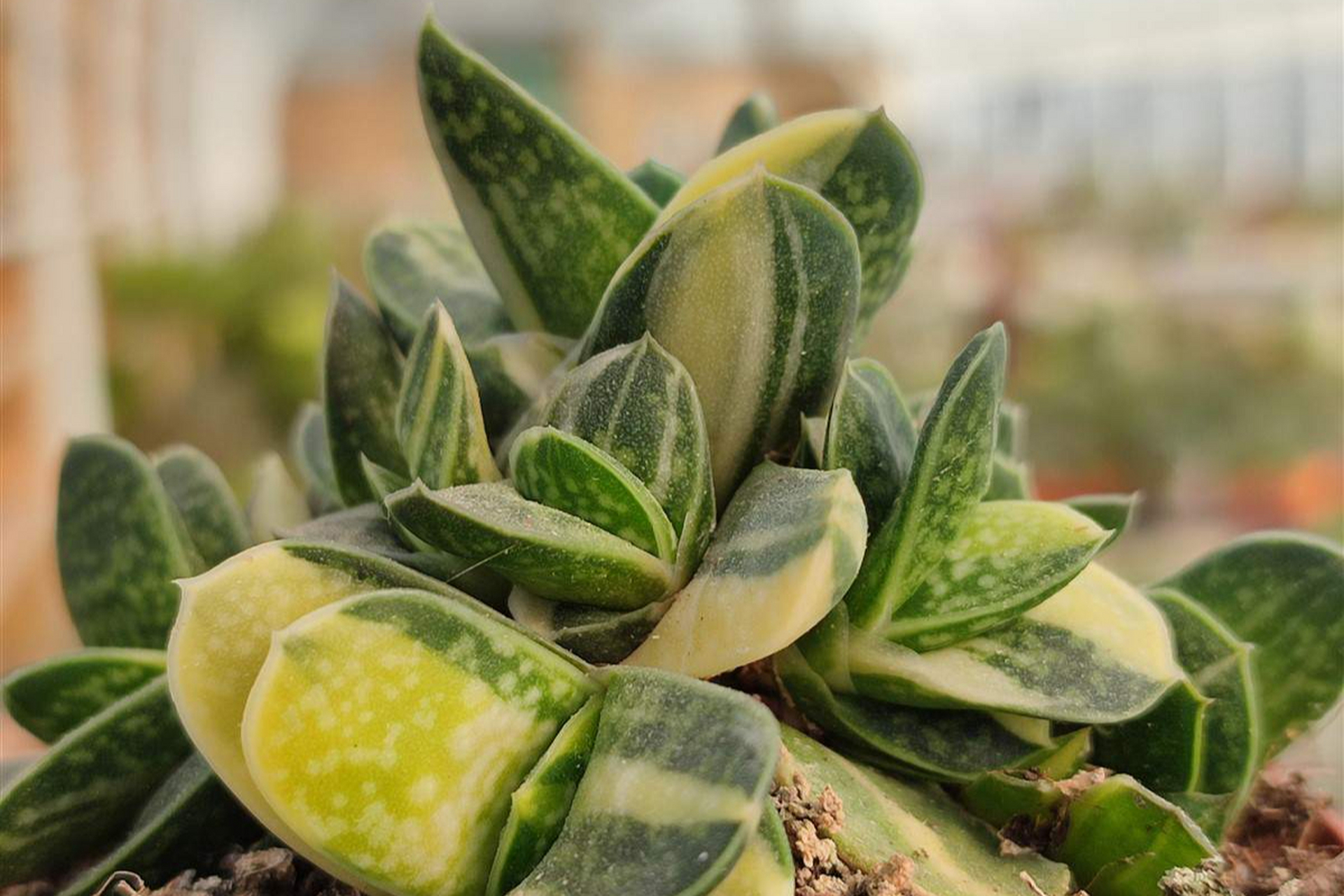 子宝多肉是一种观赏价值高且能吸收辐射的多肉植物,适合在明亮但不