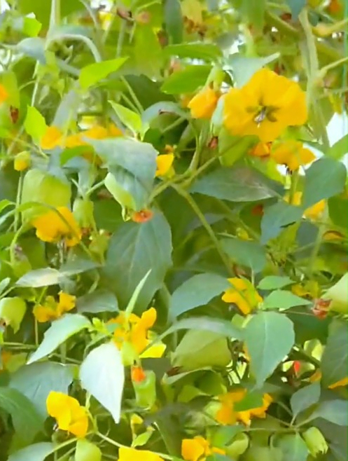 止咳化痰不用吃药,姑娘果是天然"药丸",奶香十足孩子最爱吃!