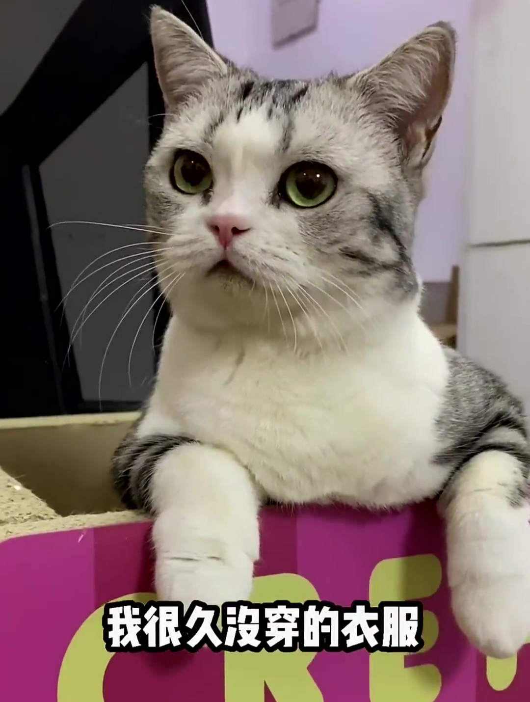 李哈哈小猫给我带来了福气和好运,都来许个愿吧