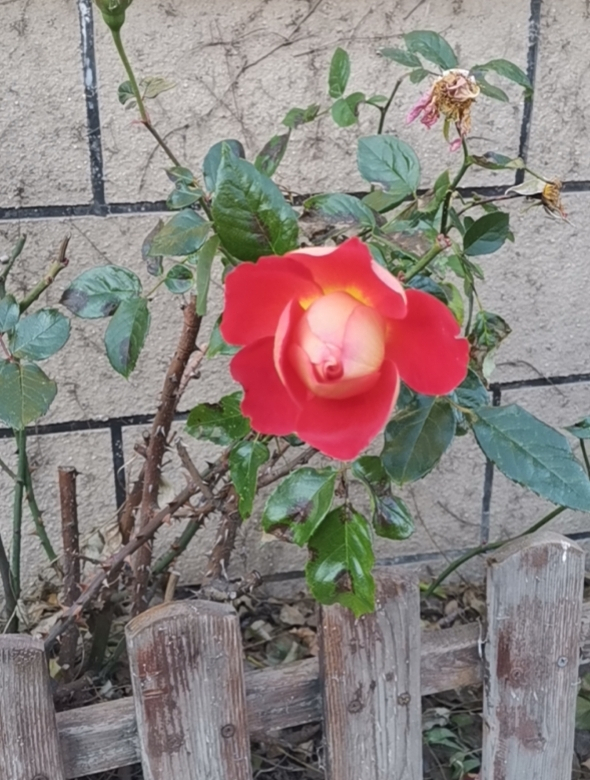 冬天月季二乔开得优美