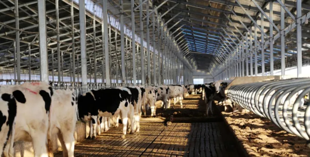 智慧畜牧养殖系统赋能现代牧场 从精准饲喂到全周期健康管理的智能化升级 智慧畜牧养殖系统赋能现代牧场 从精准饲喂到全周期健康管理的智能化升级