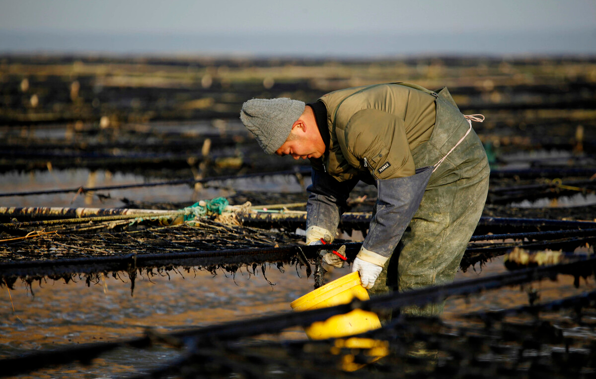 "头水紫菜"上市了,今年紫菜价格上涨,紫菜养殖户们,有喜有忧