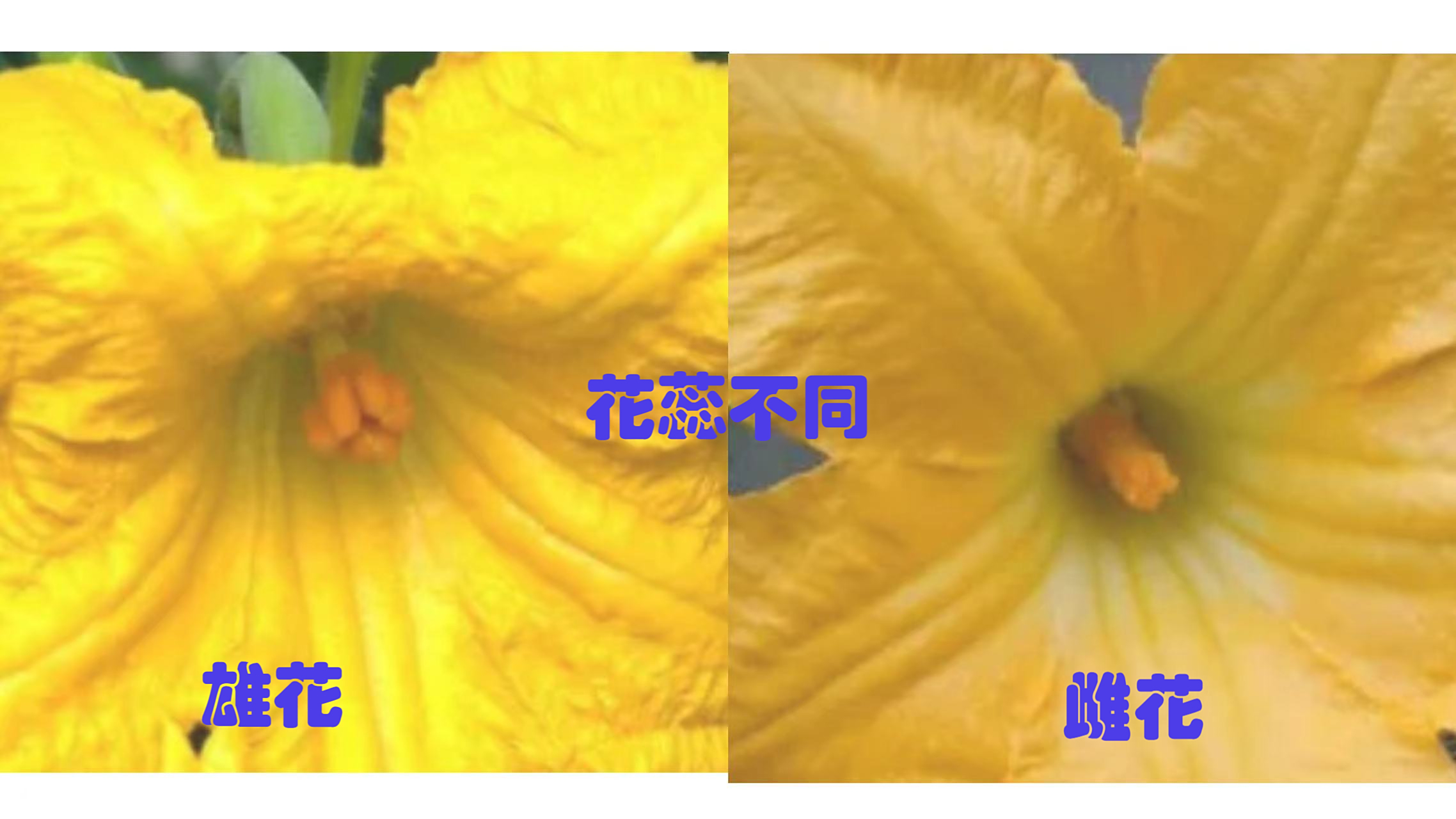 南瓜雄花和雌花的区别