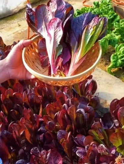 咖啡香麦菜不招虫,颜值高还可以掰着叶子吃,越掰长得越多!-度小视