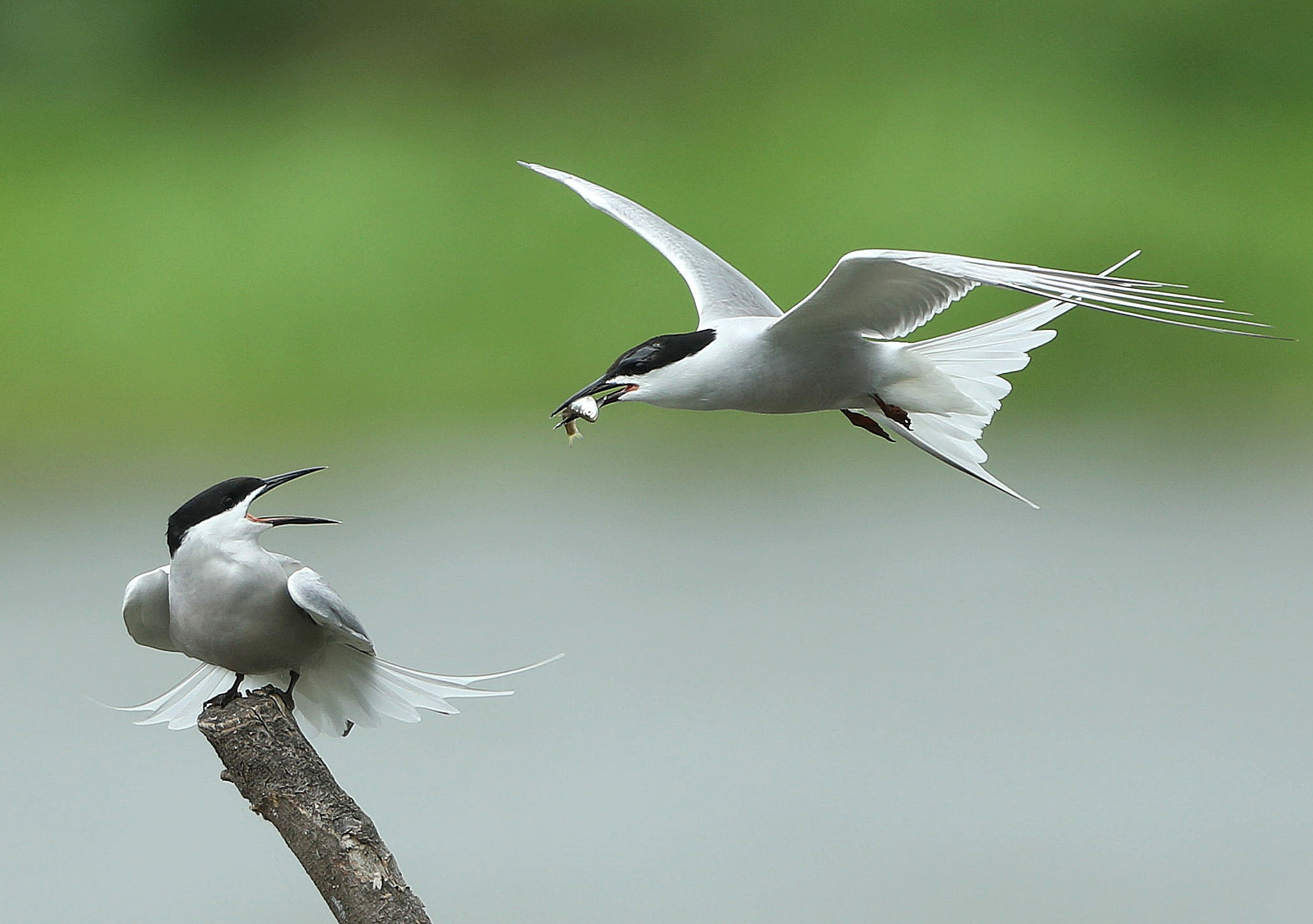 飞鸟捕鱼见多了,鱼捕鸟你见过吗?难道是海鲜吃腻了?