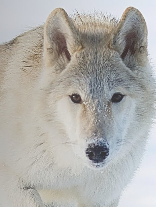 北极狼-真正踏雪无痕的食肉猛兽!