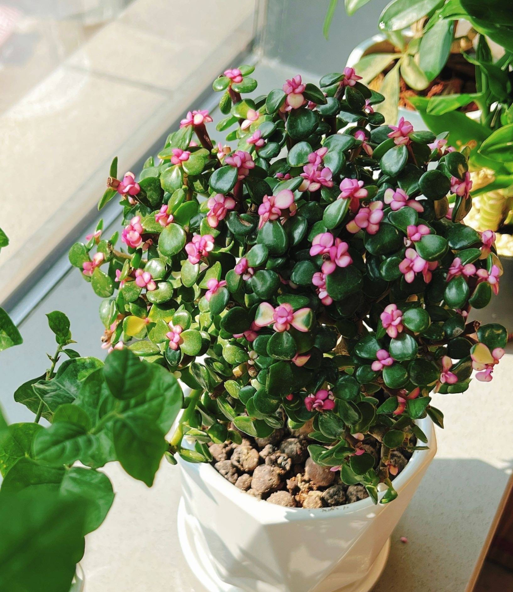 金枝玉叶适合懒养,1个种植技巧,能养好多年一直很翠绿