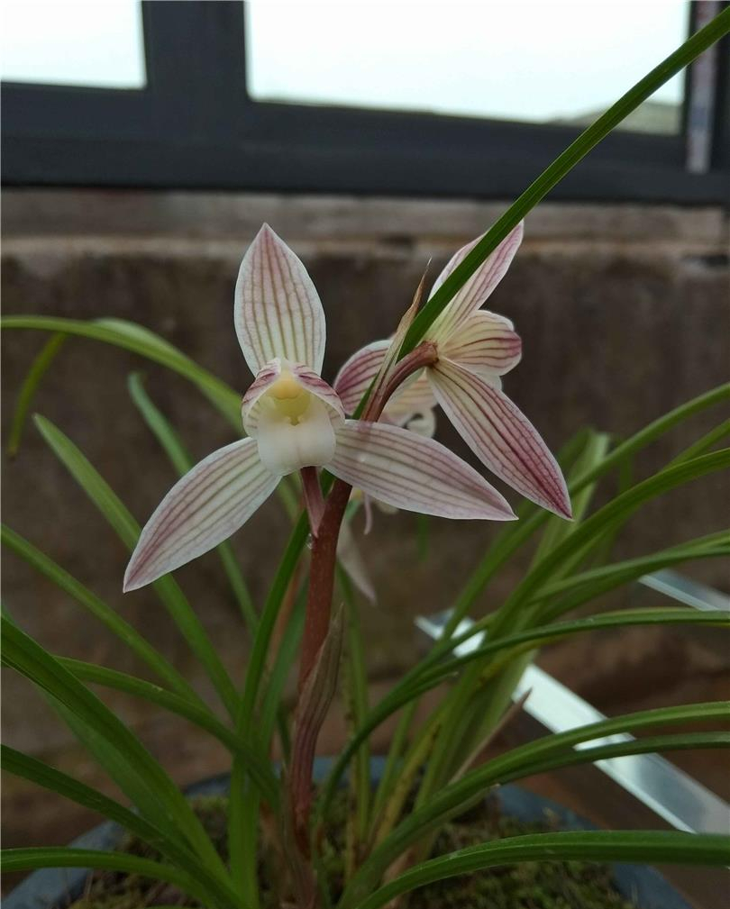 莲瓣兰红韵素,花色粉嫩,花高出架,香味浓郁,很受兰友喜爱