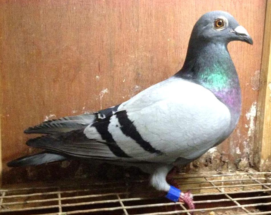 幼鸽佩戴足环需要注意什么?