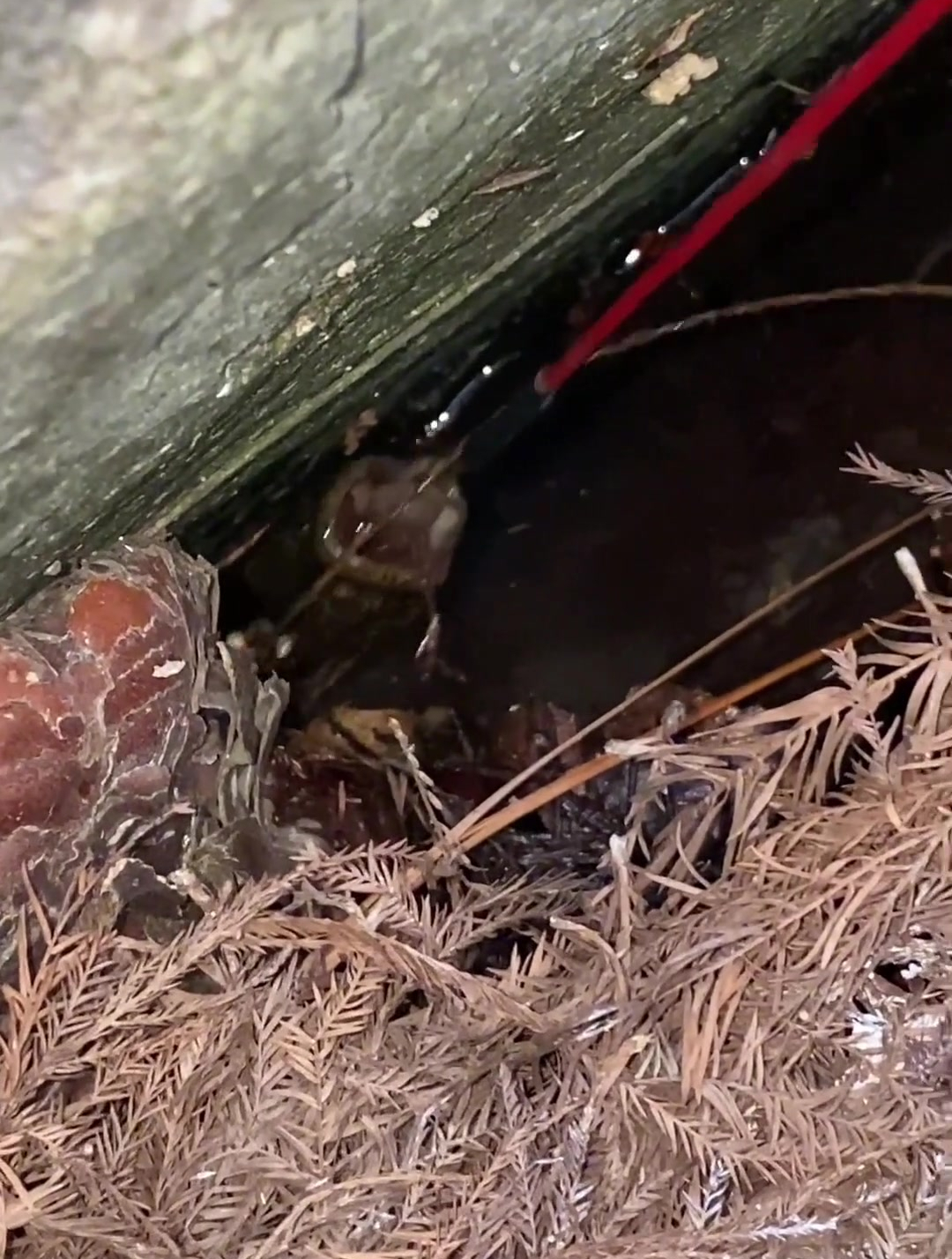 水塘石缝钓黄鳝技巧图片