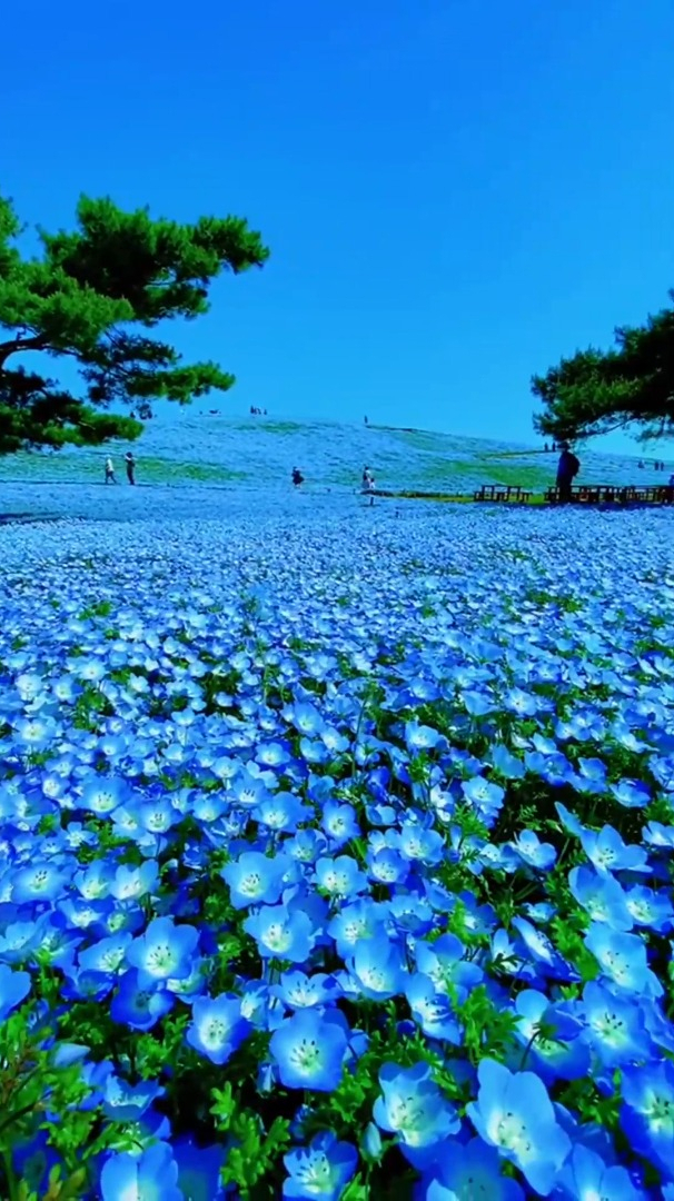 愈风景自然:蓝色花海四季花海花海-度小视