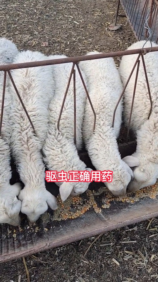 养羊不驱虫一年利润全喂虫春季给羊驱虫正确用药建议收藏