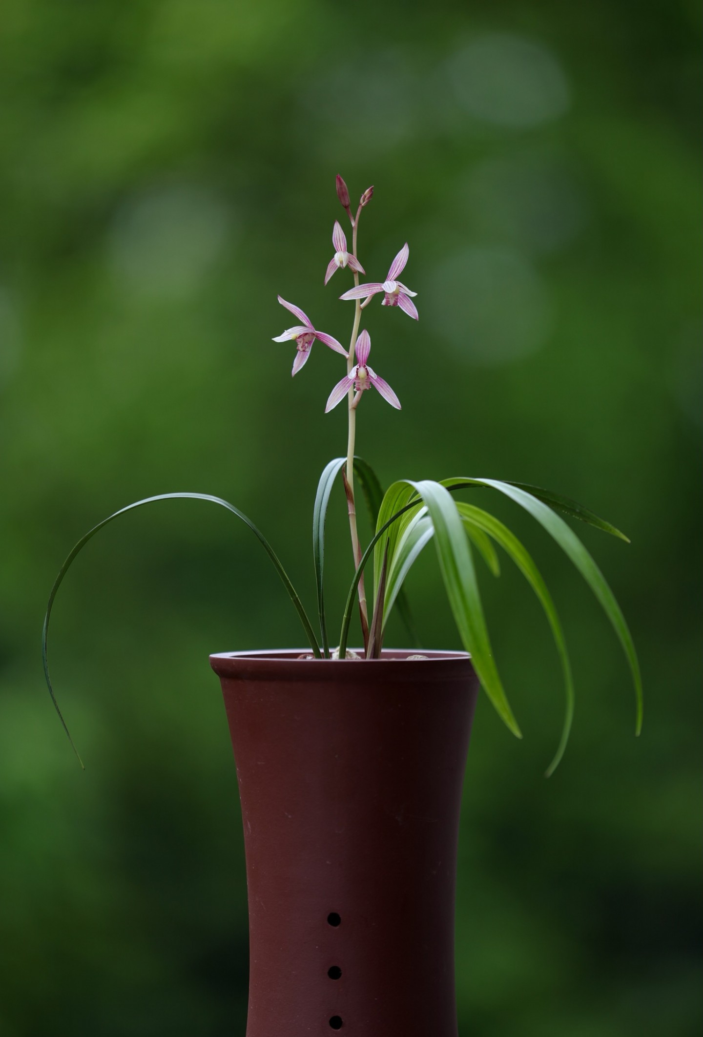 这种兰花在江浙地区极受欢迎,花姿迷人,叶姿清秀,很多人都喜欢