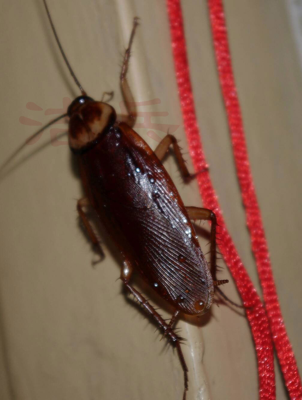 谜之操作!广东一女子小区内放生五盒蟑螂被制止