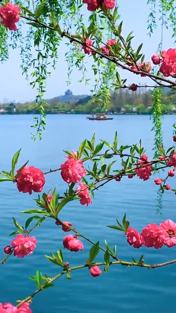 桃花灼艳玉湖边,绿柳情丝垂万千春水行舟轻舞棹,客心无