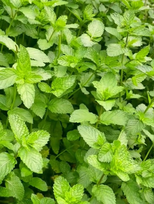 柠檬薄荷用处多多,提神美容又防蚊,种一次可采收很多年!-度小视