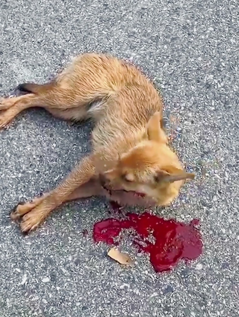 小狗被车压后吐血幸亏命大还能爬起来网友就怕是内伤