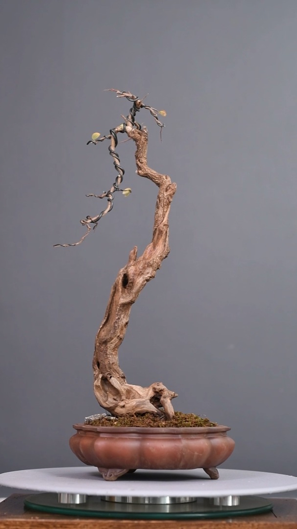 第二次造型的羊蹄甲录品记盆景李相录