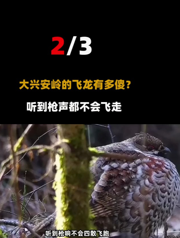 大兴安岭的飞龙有多傻,猎人打它太轻松:胆子小越吓越老实 2-度小视