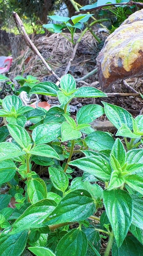 雾水葛,我们土话叫糯米藤,你那有吗?了解它的人应该不多-度小视